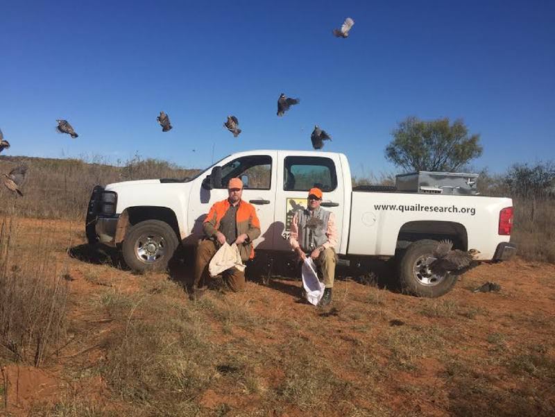 Getting a reliable count is among first issues in learning about the mysterious quail