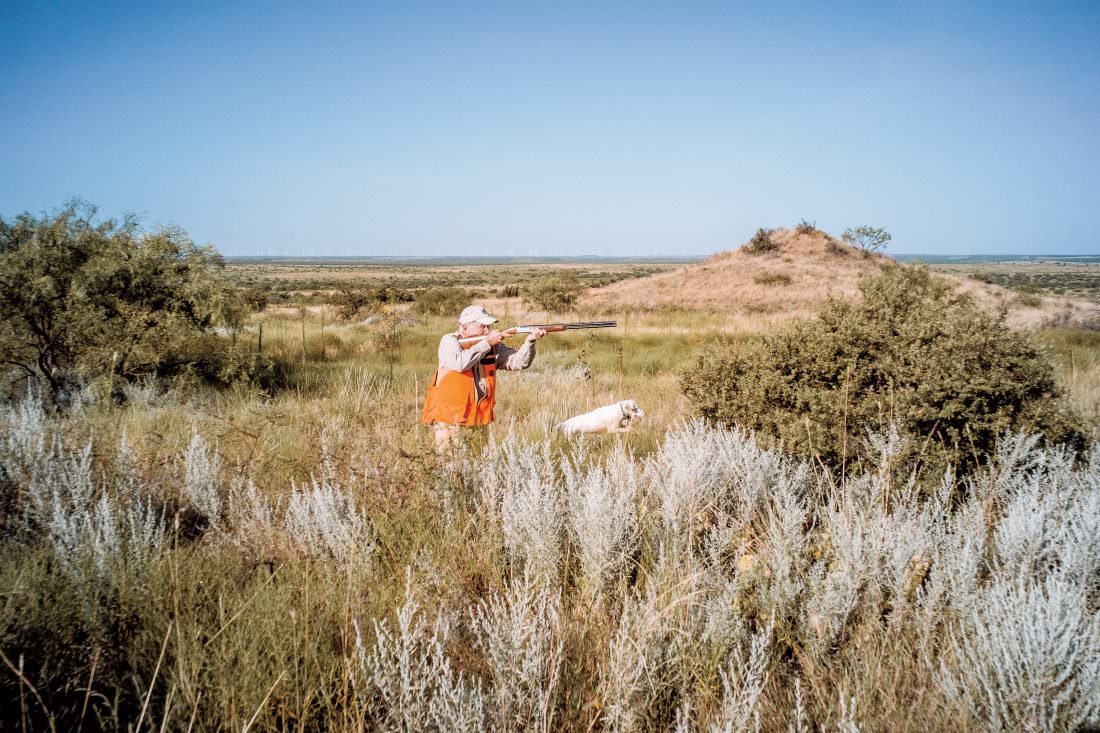 The Case of the Vanishing Quail