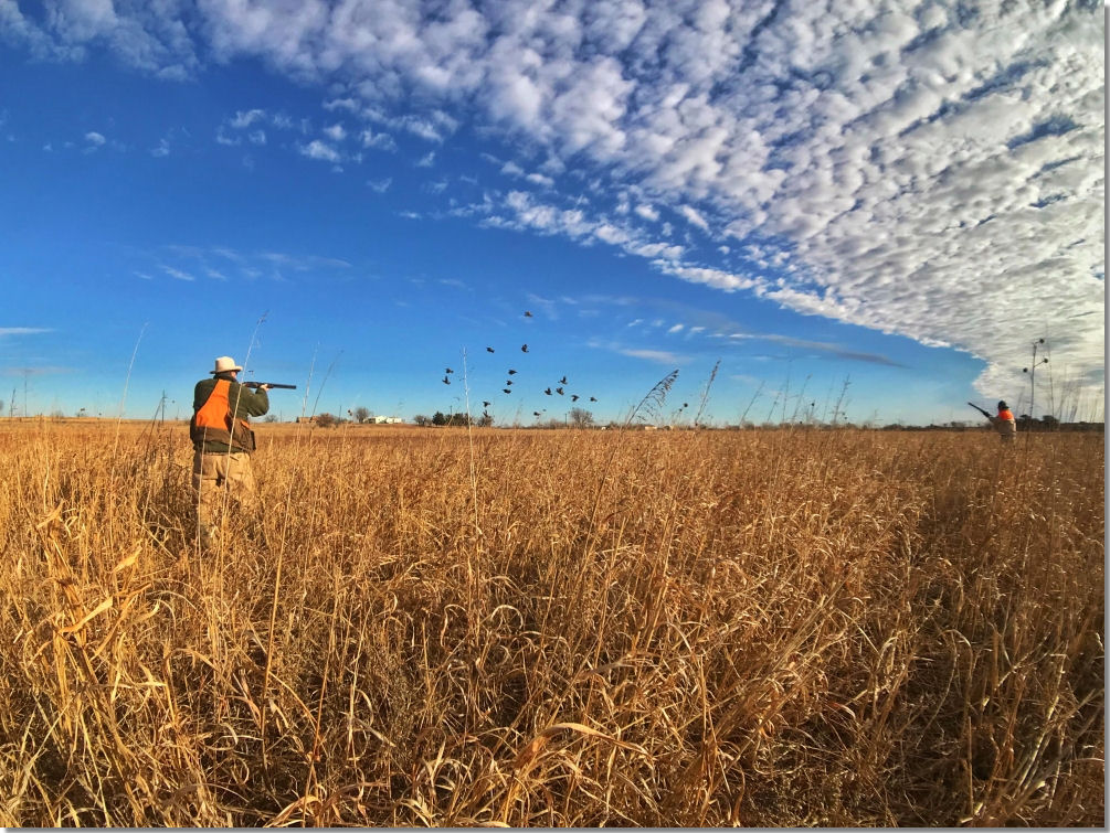 Episode 17 – Our Quail Hunting Forecast