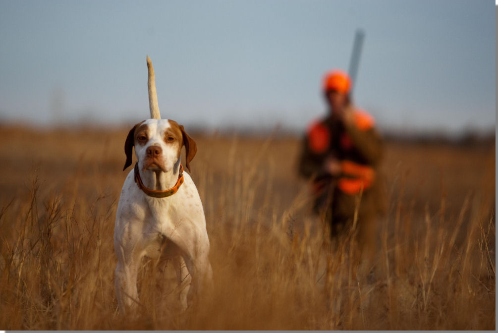 Episode 20 – The Value of Quail Hunting