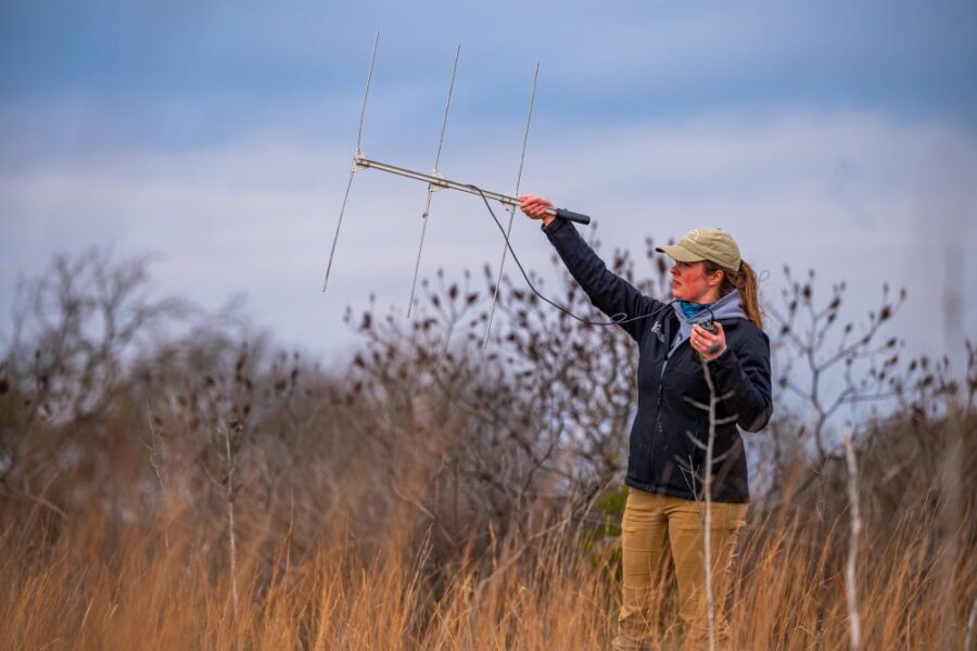 Quail trapping summary: Biologist tracking quail with radio telemetry equipment in field. Fall trapping.