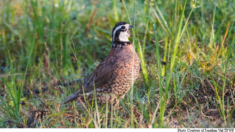 Episode 11: Always Looking Ahead