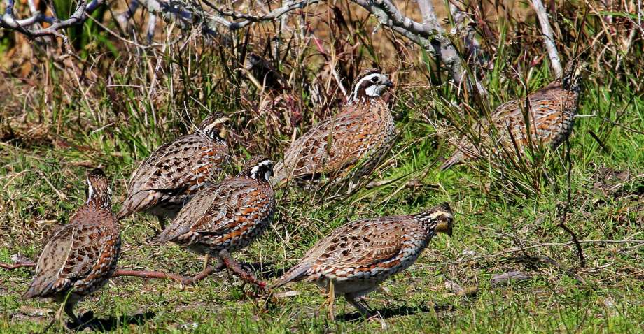 The Significance of Fall Bobwhite Quail Brood Mixing