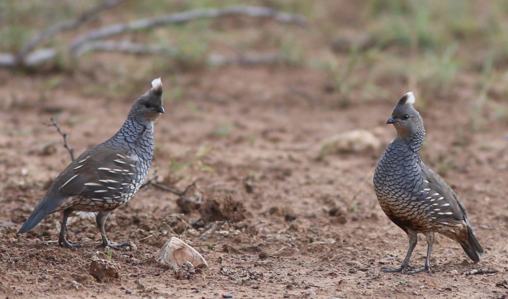 Quail Trapping Update
