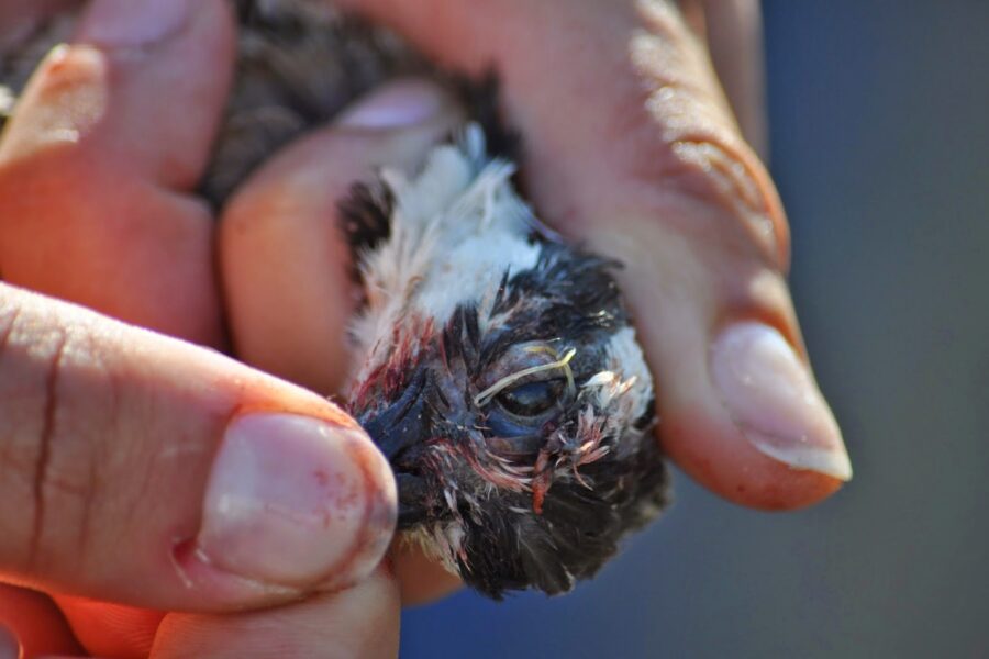 Bobwhite quail with eyeworm parasite. Bird held in hand, close-up of eye. Parasites can cause disease.