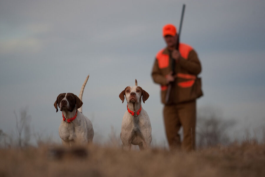 Two pointer dogs with hunter. Hunting dogs on point with hunter holding shotgun in background.