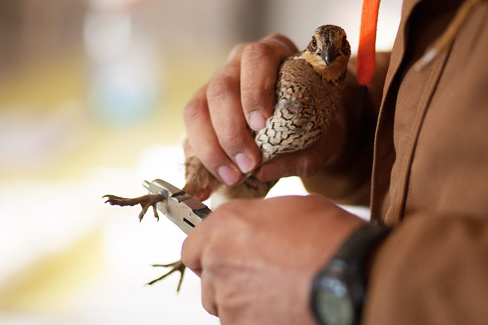 Spring Trapping Results at RPQRR