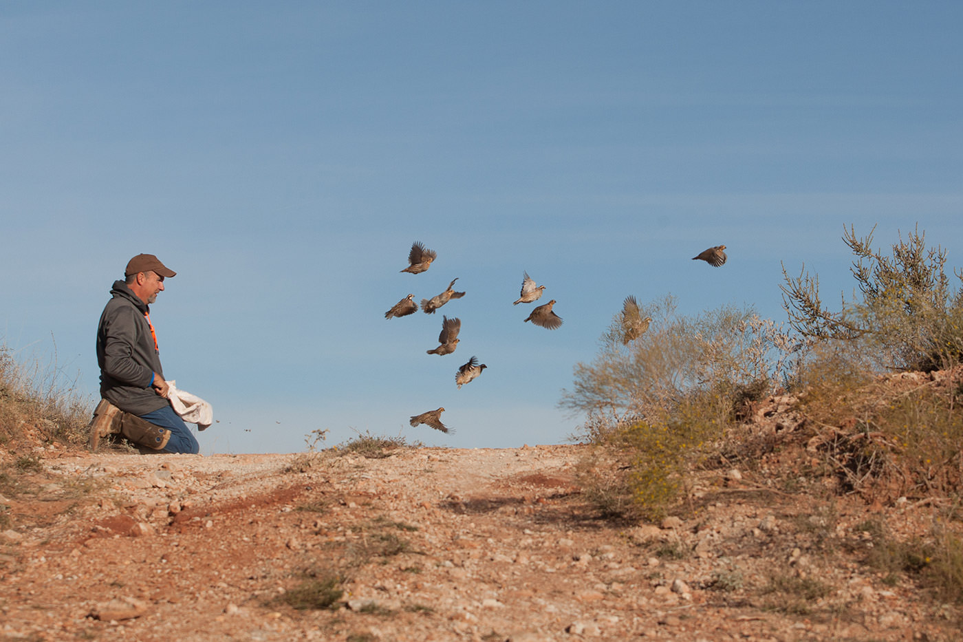 Man feeds wild quail. Birds fly over desert landscape with blue sky. Bird watching, wildlife photography.