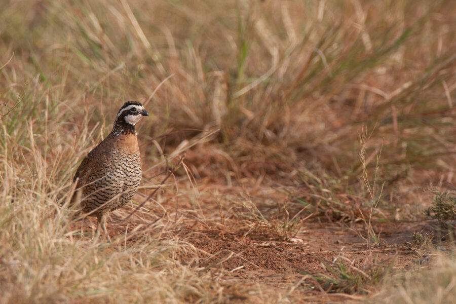 Bobwhite Quail in tall grass. Rolling Plains Quail Research Foundation photo.