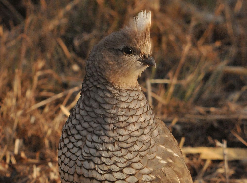 Roadside Quail Count Summary @ RPQRR