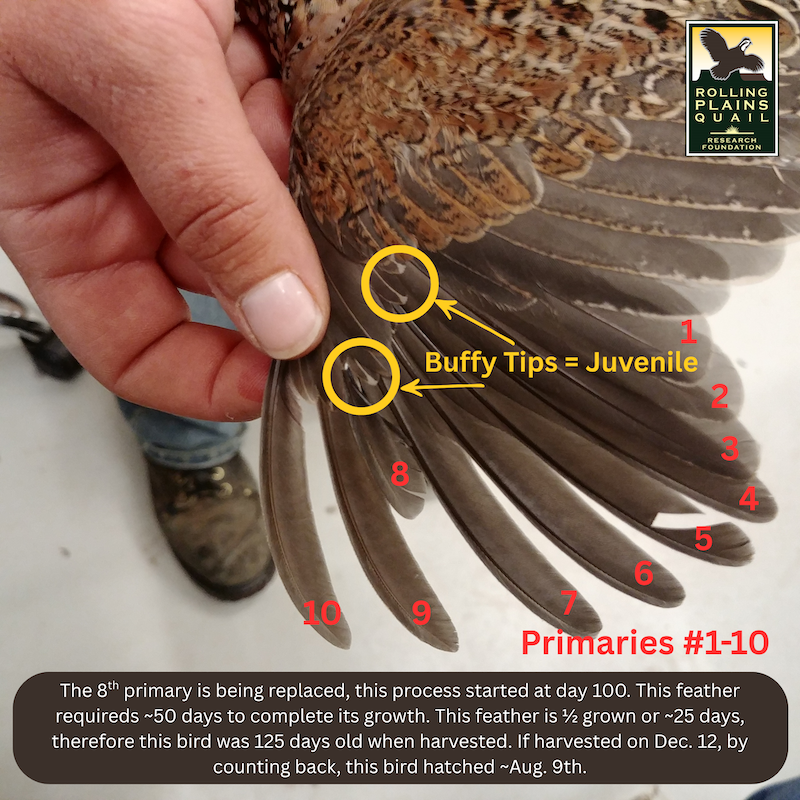 2025–2026 Texas Quail Season: Think Like a Biologist